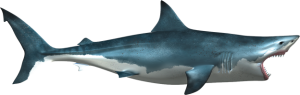 Shark PNG-18835